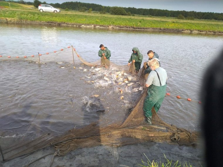 Another 1,800 kg of carp moved into the iron waters