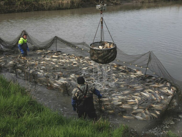 3300 kg fogható ponty kerül tavainkba