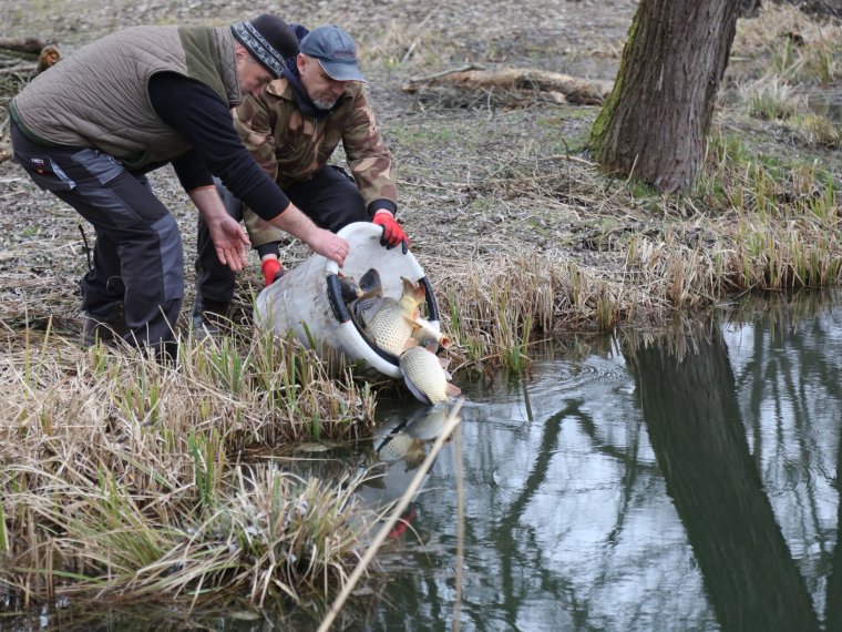 So far, 11,800 kg of carp have arrived in Vasi waters