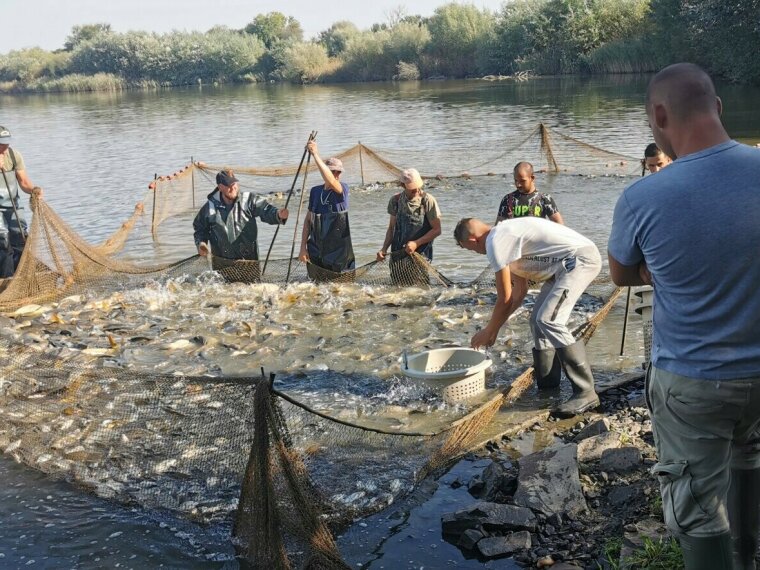 1,600 kg of carp arrived in the fishing ponds on Thursday