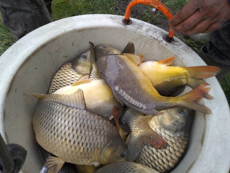 We start March with 11,000 kg of carp in the waters of Vasu