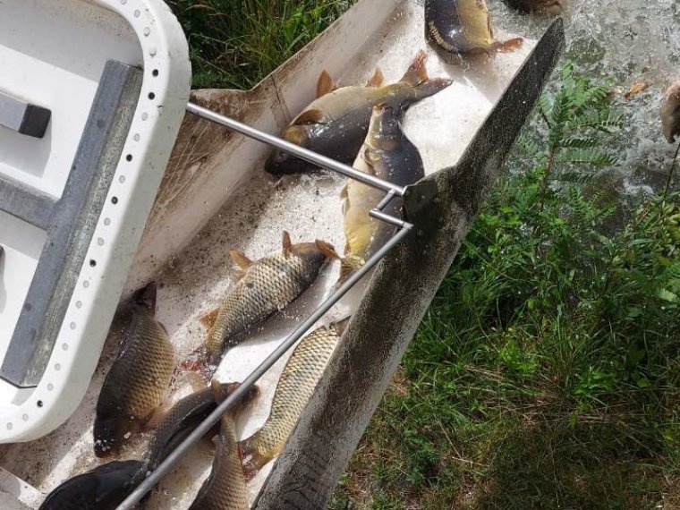 Mit 4600 kg Karpfen ging der Sommerfischbesatz in den eisernen Gewässern weiter