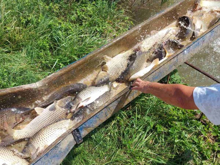 1.550 kg „Balaton sudár“-Karpfen kamen in den Fischgewässern von Vas an