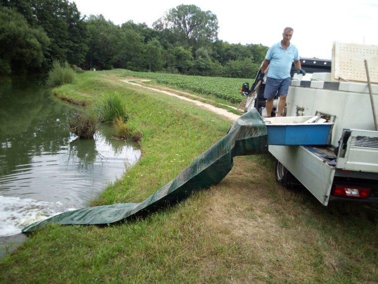 1050 kg of carp arrive in four federal fishing waters