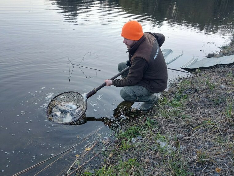 After extra carp, bream arrived in Lake Döröskei