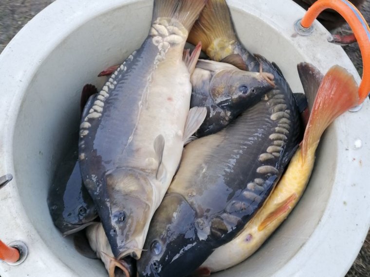 On Thursday, 2,700 kg of carp arrived in the iron waters