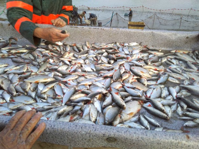 780 kg of bream arrived in three fishing waters