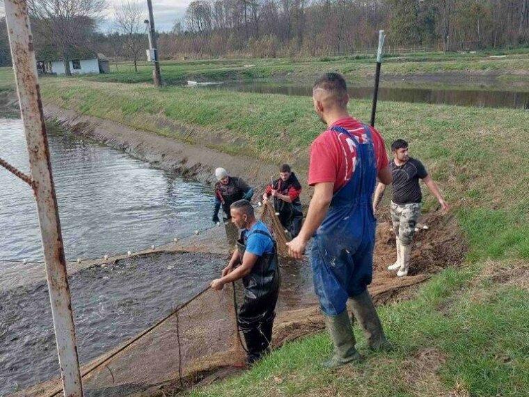 4600 kg gyönyörű dévérkeszeg érkezett  a vasi vizekbe