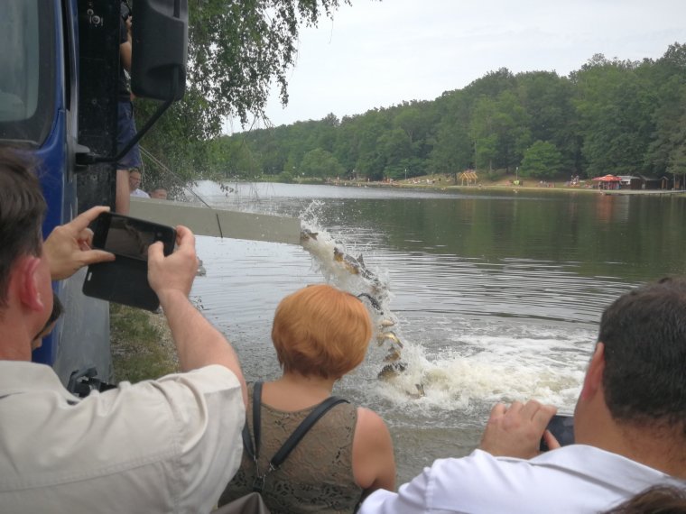 Lake Vadás was re-launched on Saturday with the installation of 1000 kg carp