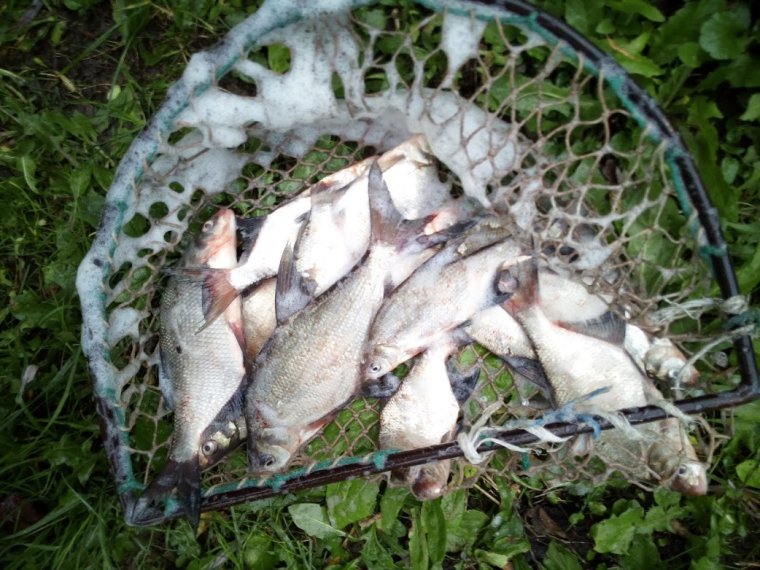 Bream settling in the Rába River and the Boating Lake Szombathely