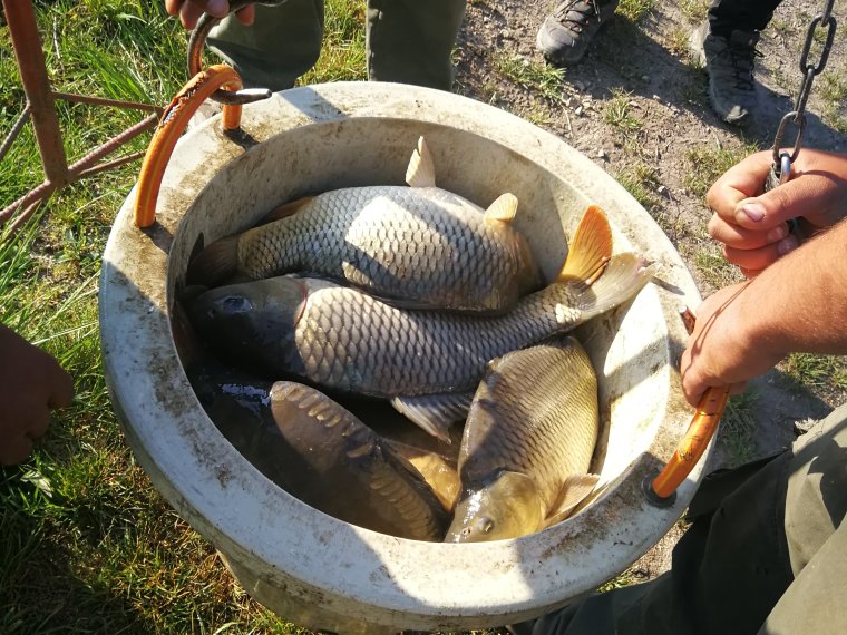 Szombaton 22.500 kg  ponty érkezett Kormányzati támogatással az állami horgászvizeinkbe