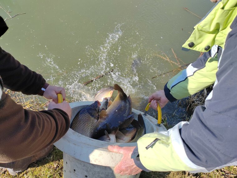110 tons of carp have been caught in the Vasi Vizek in recent days