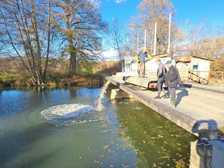 Am Samstag kamen weitere 1000 kg wunderschöne Brassen an