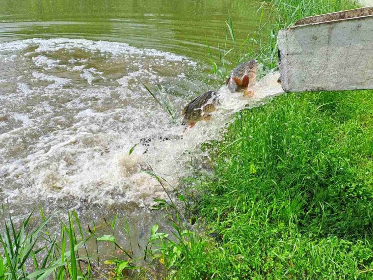 Újabb 2750 kg ponty érkezett a Pünkösdi hétvégére