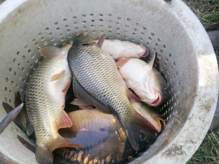 Despite the scorching heat, 5,750 kg of carp arrived in federal waters
