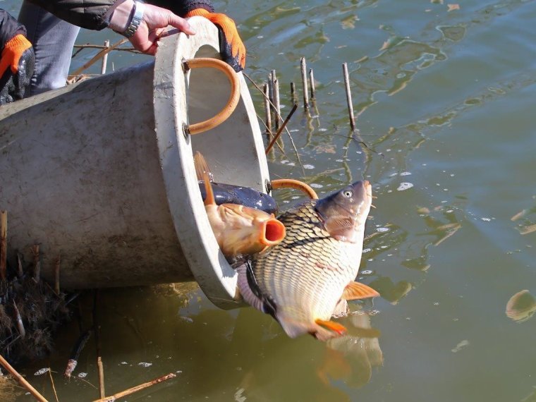 3700 kg of carp are scheduled to arrive this week