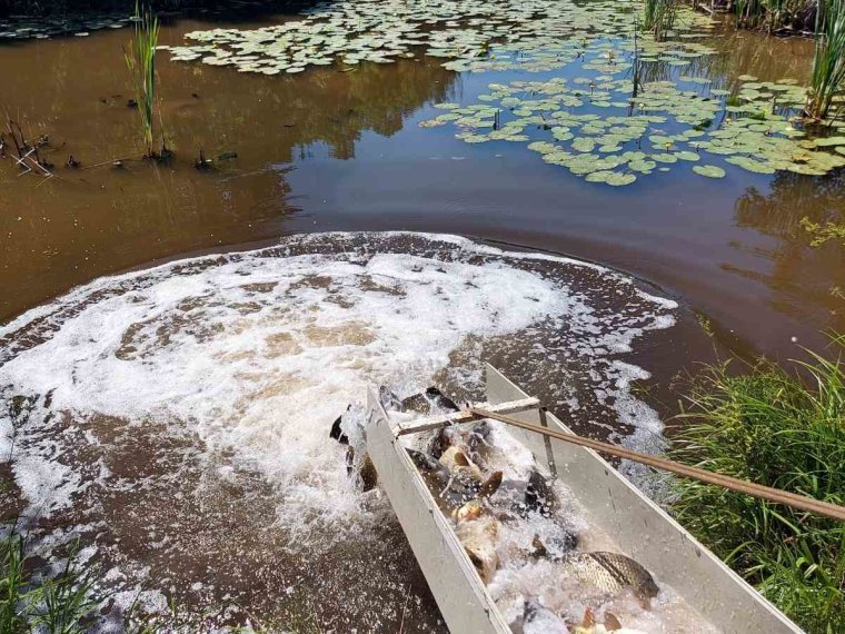 3100 kg of carp arrived in our waters