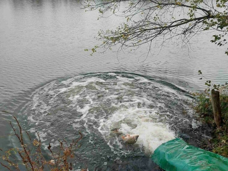 Carps and grass carp arrived in the fishing ponds with association support