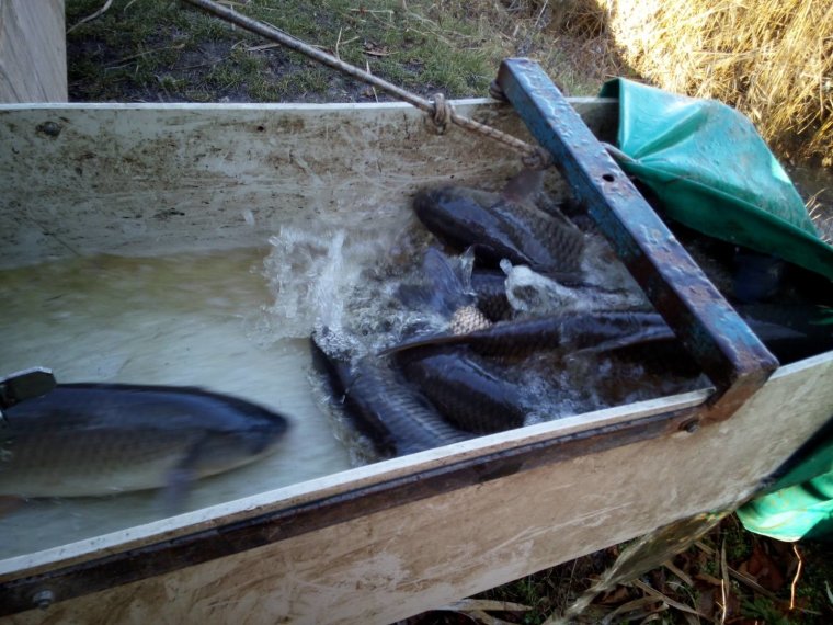 Monday was the first fish stocking in New Perin this year