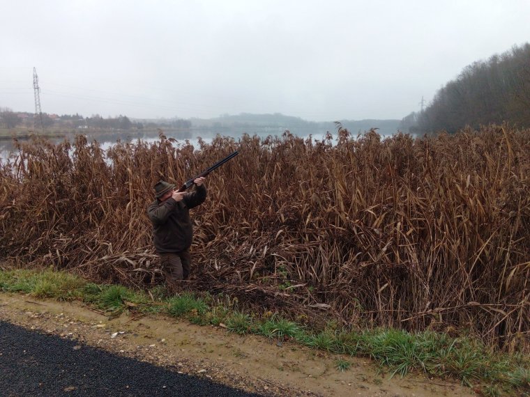 Cormorant situation in iron waters