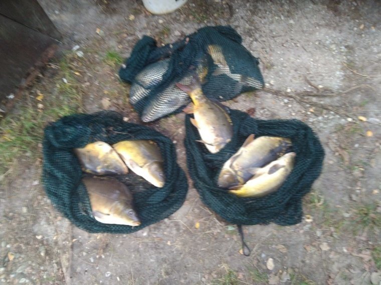 The stealing of nine carp cost nearly 300 thousand forints