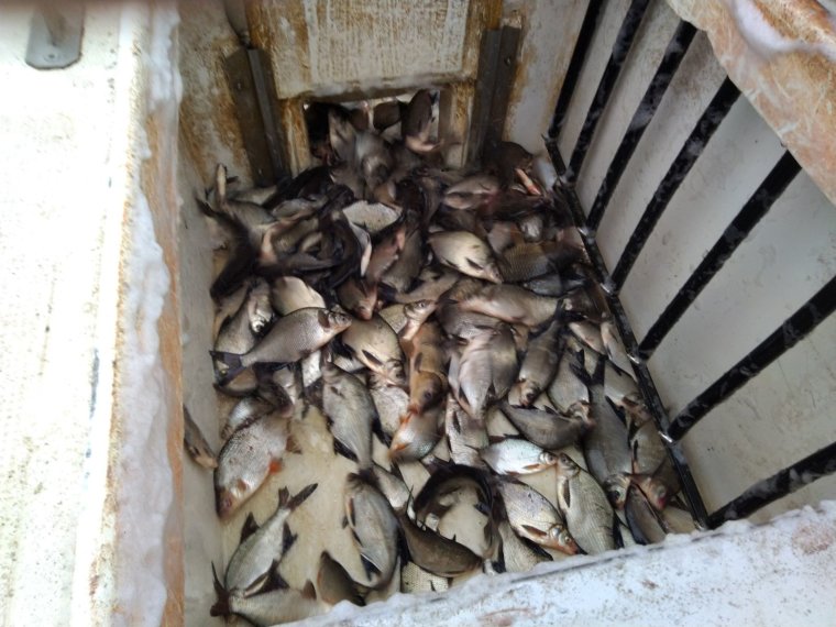 On Tuesday, more perch, carp and bream arrived in the iron waters