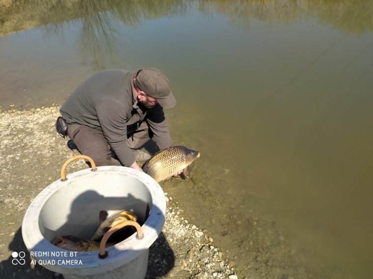 On Wednesday, 8,000 kg of extra and 1,500 kg of three-summer carp arrived