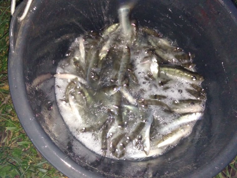 Annual perch and mixed bream arrived on Sunday