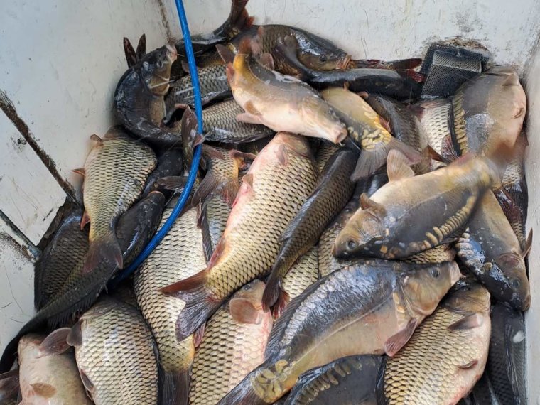 With 16 climbing carp plantings, the summer said goodbye to the iron waters