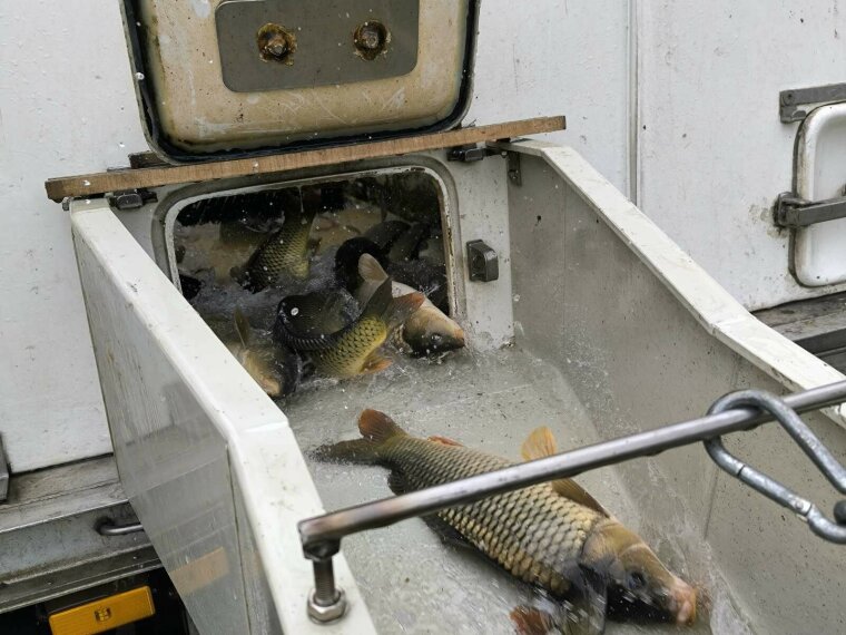 Nearly 100 tons of catchable carp arrived in our waters