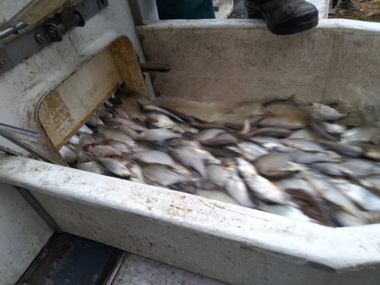 1222 kg of bream arrived in federal waters on Friday