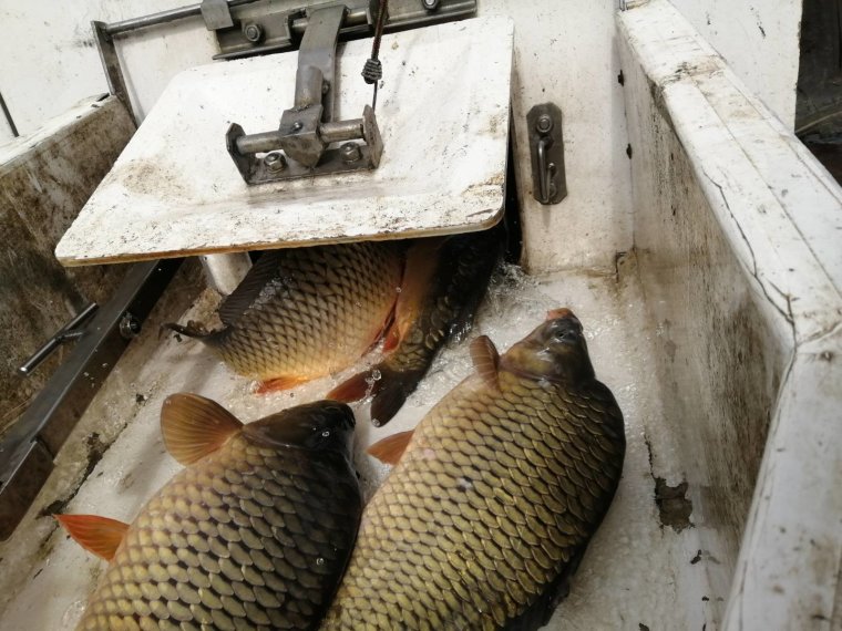 On Friday, 1,100 kg of carp arrived in the fishing waters