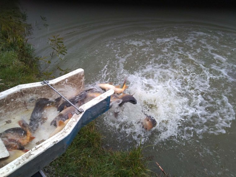 On Thursday, 1165 kg of catchable fish arrived in two iron lakes