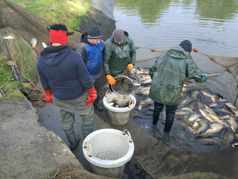 400 kg of carp arrived in Lake Celldömölki