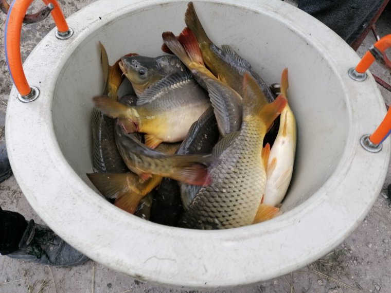 For a long weekend, 3,000 kg of carp arrived in the iron waters