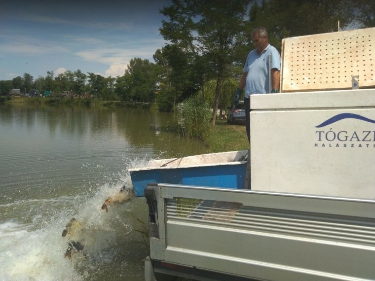 Another 900kg of carp arrived on Wednesday