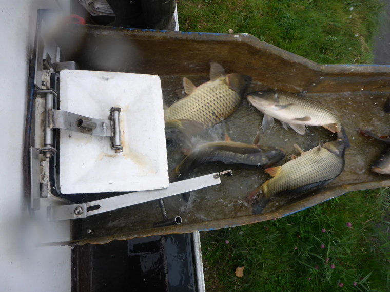 900 kg of "Balaton" carp arrived in three iron lakes on Wednesday