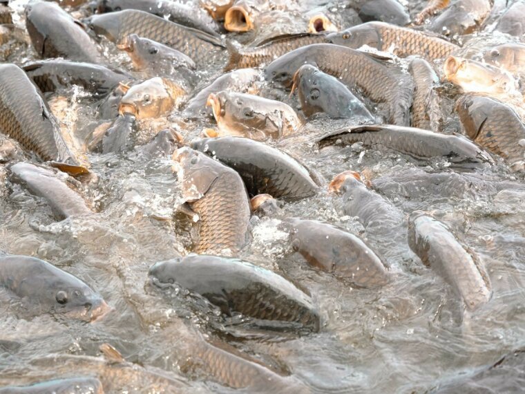 The carp are coming, but not yet...!