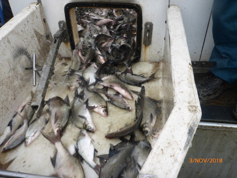 Kilencven mázsa hal érkezett az elmúlt egy hétben a szövetségi vizekbe
