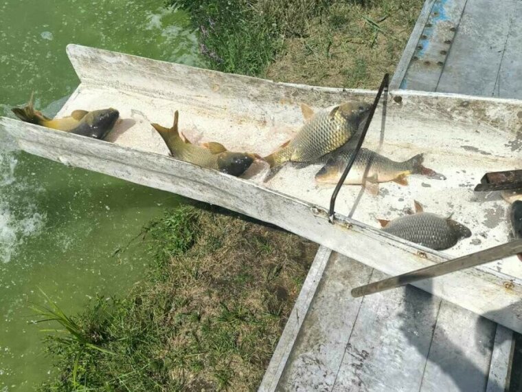 More than 43 tons of carp arrive this week