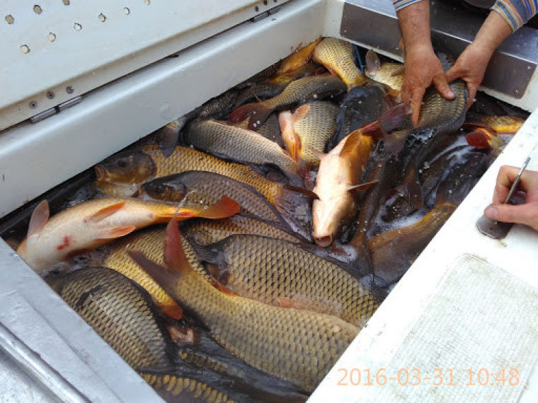The carp arrived from Marcali on Wednesday