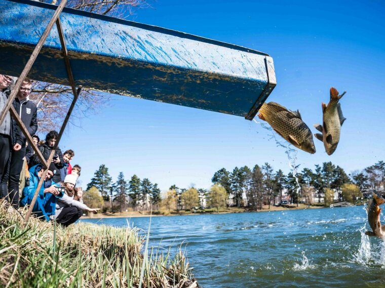 Közel 40 mázsa ponty és folyóvízi halak is érkeznek
