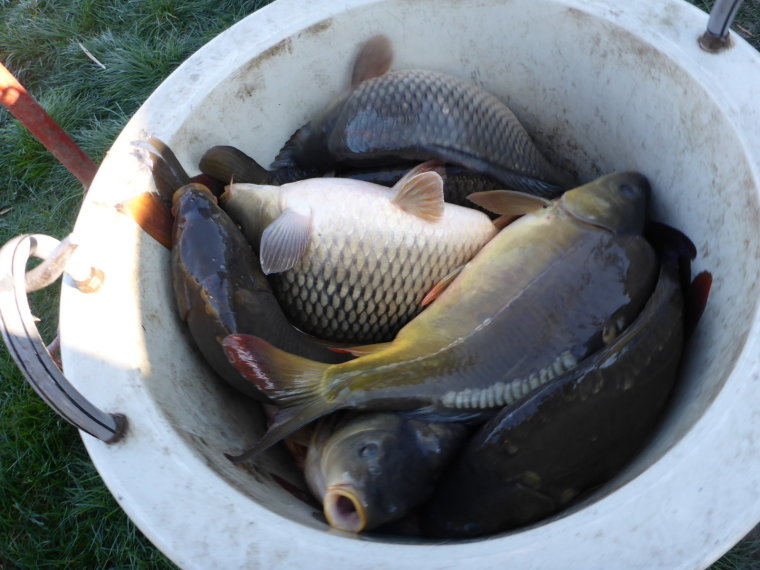 Am Mittwoch kamen 750 kg Karpfen in unseren Fischgewässern in Zala an