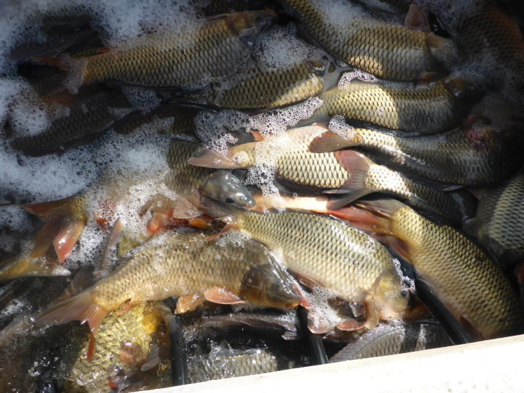 The summer fishing season starts with the installation of 6000-6500 three-summer carp
