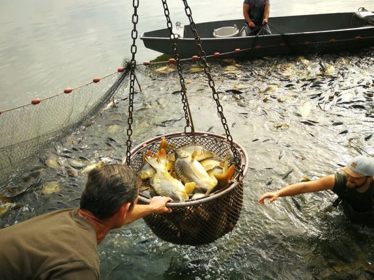 2300 kg of carp arrived on Wednesday to start the fall season