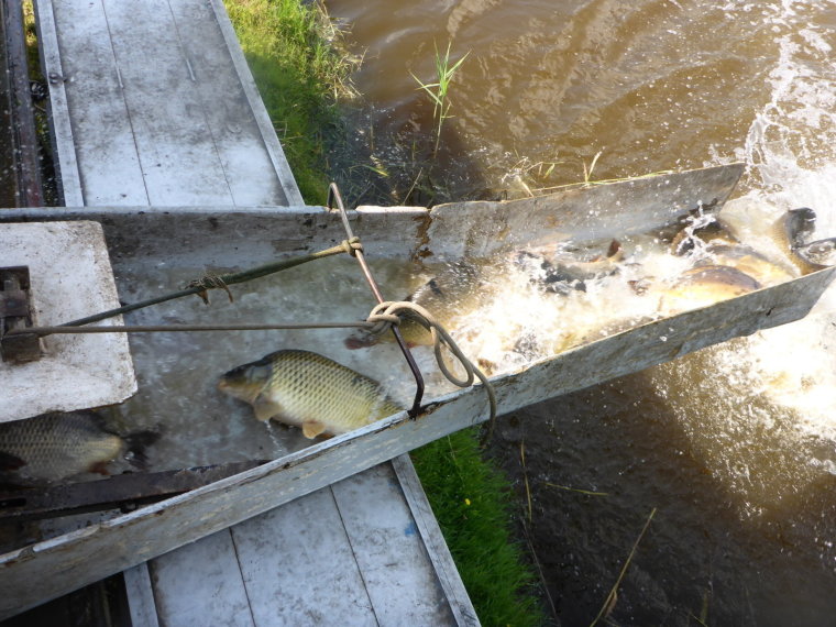 3000 kg of carp landed in the iron waters on Tuesday