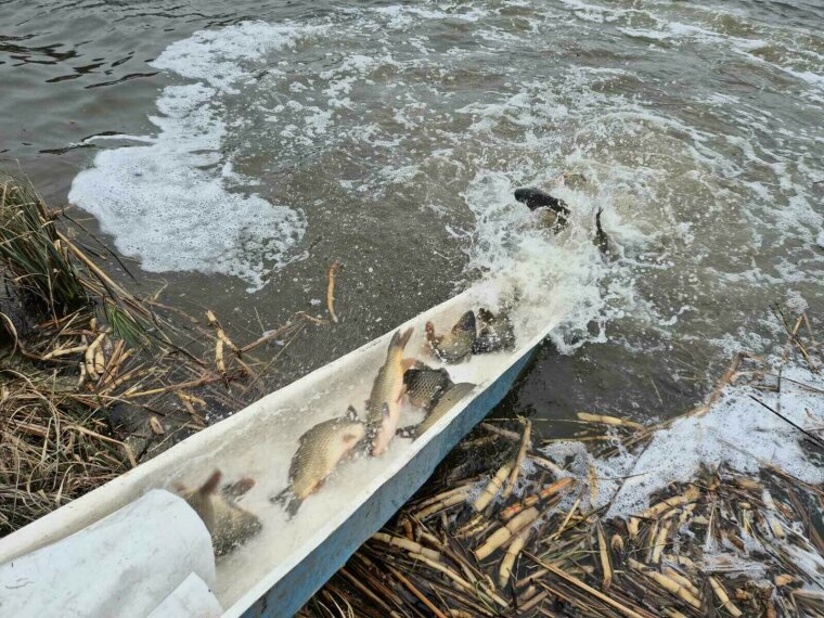 110 mázsa ponty kerül a Vasi Vizekbe a napokban