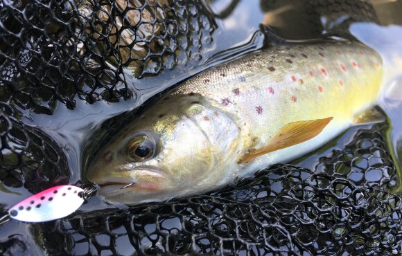 C&R szakasz ideiglenes kiterjesztése a Gyöngyös-patakon