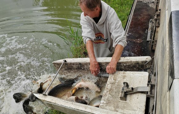 Carp are constantly arriving in the Vásir waters