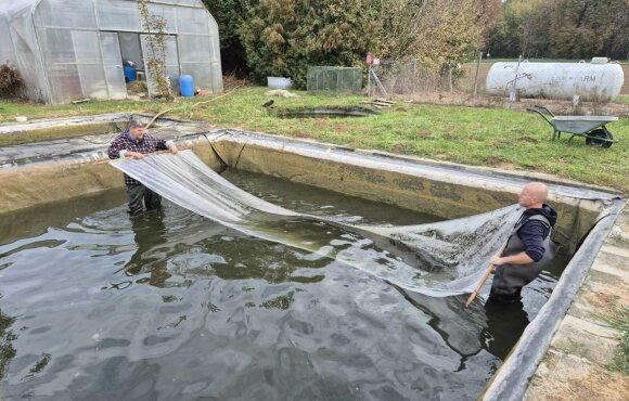 50.000 kleine Brassen sind im Rába-Wassersystem angekommen